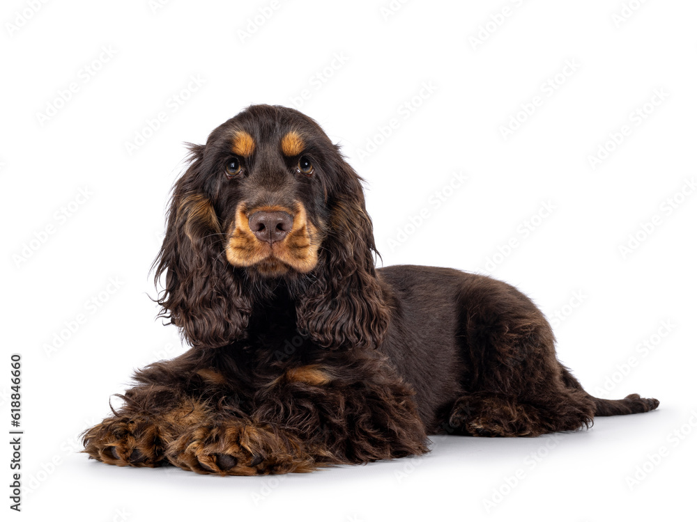 Majestic choc and tan 3 months old Cocker Spaniel dog, laying side ways. Looking  straight to camera with sweet and droopy eyes. Isolated on a white background.