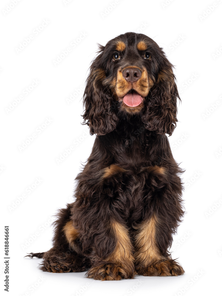Majestic choc and tan 3 months old Cocker Spaniel dog, sitting up side ways. Looking curious towards camera with sweet and droopy eyes. Tongue out. Isolated on a white background. Majestic choc and tan 3 months old Cocker Spaniel dog, sitting up side ways. Looking curious towards camera with sweet and droopy eyes. Tongue out. Isolated on a white background.
