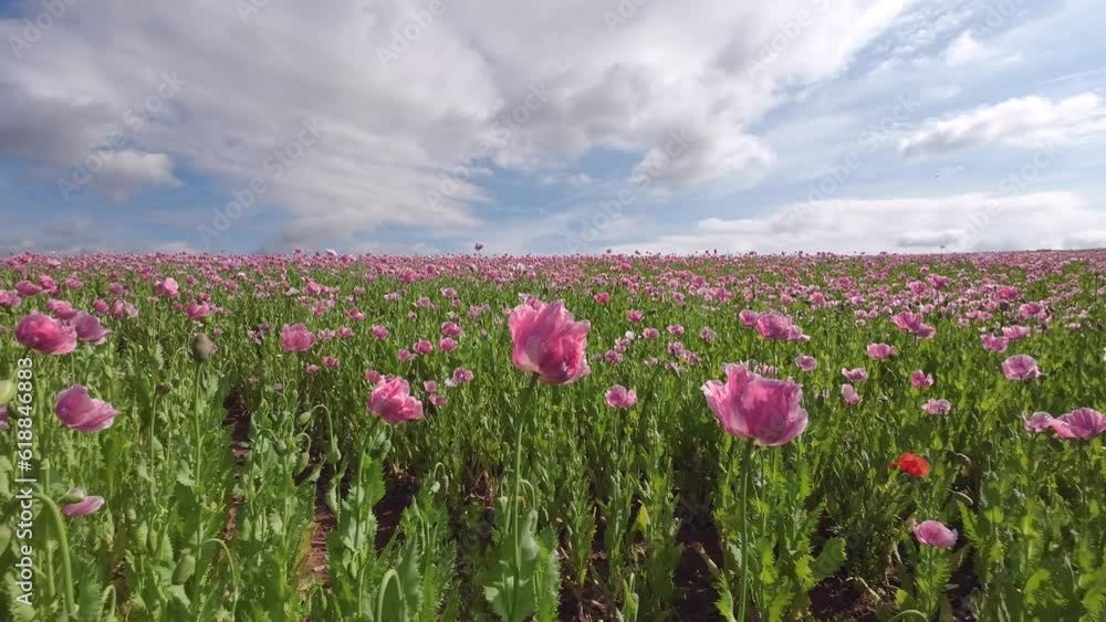 Blühendes Schlafmohnfeld mit Himmel, Papaver somniferum, Germerode, Werra-Meißner-Kreis, Hessen Blühendes Schlafmohnfeld mit Himmel, Papaver somniferum, Germerode, Werra-Meißner-Kreis, Hessen