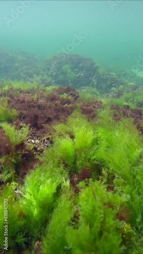 Vertical video, Rock reef covered with green algae Sea Lettuces, Ulva maeotica and brown algae Cystoseira barbata in Black sea photo