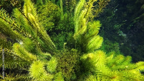 Wasserpflanze, Unterwasserpflanze, Raues Hornblatt, Ceratophyllum demersum, Unterwasseraufnahme