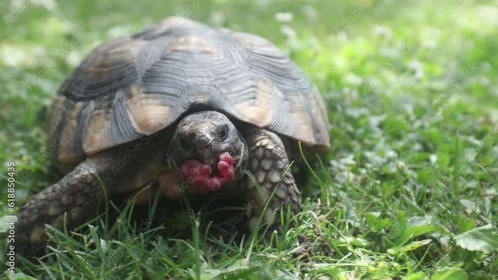 Pet owner giving his turtle ripe raspberry to eat in grass on back yard. Domestic life with pet. Real time in 4K resolution.
Pet owner giving his turtle ripe raspberry to eat in grass on back yard. Domestic life with pet. Real time in 4K resolution.