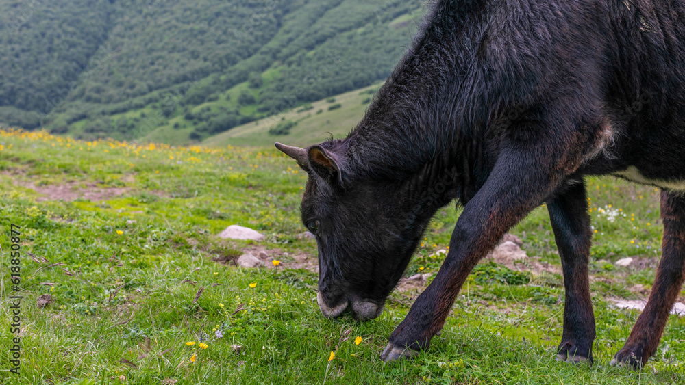 Cow on the meadow in the mountains of the Caucasus Cow on the meadow in the mountains of the Caucasus
