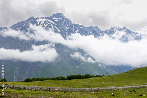 Cows on the meadow in the mountains of the Caucasus