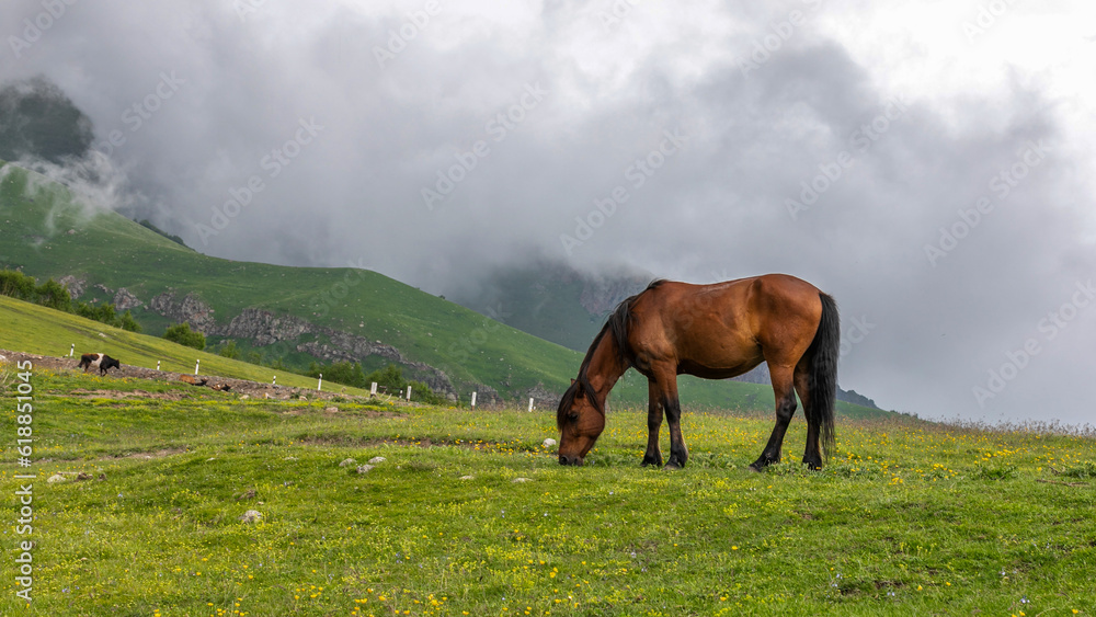 Fototapeta premium Horse grazing on the green meadow in the mountains of the Caucasus