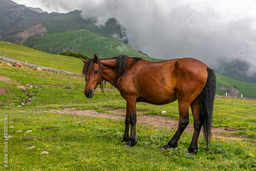 Horse grazing on the green meadow in the mountains of the Caucasus