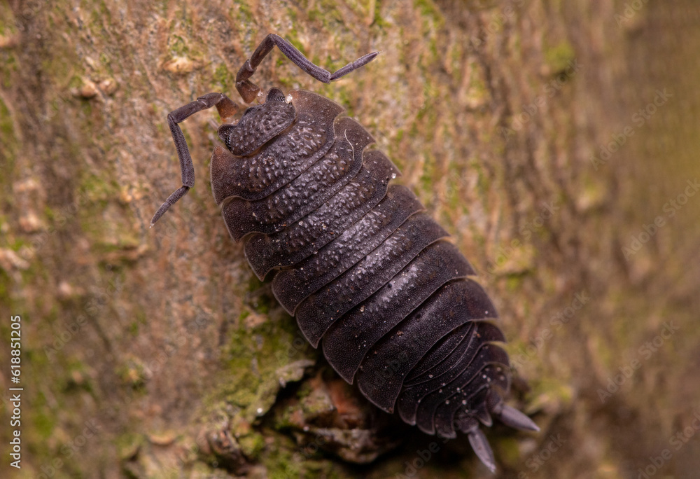 macro of an isopod on a tree macro of an isopod on a tree