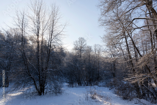 Snow-covered trees in winter, deciduous trees