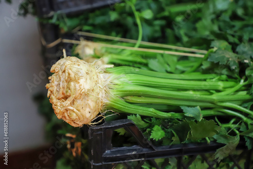 Celeriac or celery root, knob celery, is a variety of celery cultivated for its edible stem or hypocotyl, and shoots
