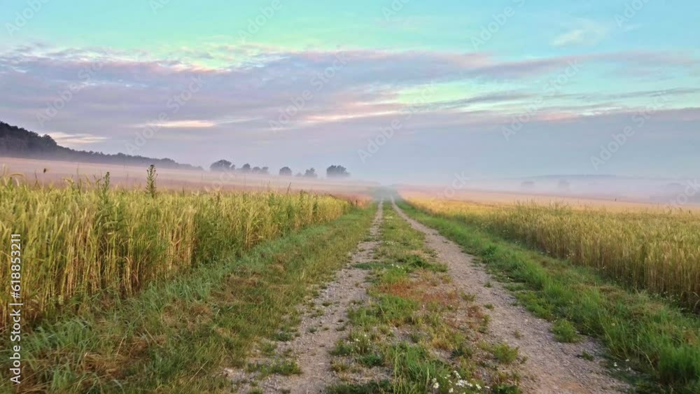 Dog's Adventure: Exploring Fields, Roads, and Clouds in the Summer Countryside Dog's Adventure: Exploring Fields, Roads, and Clouds in the Summer Countryside