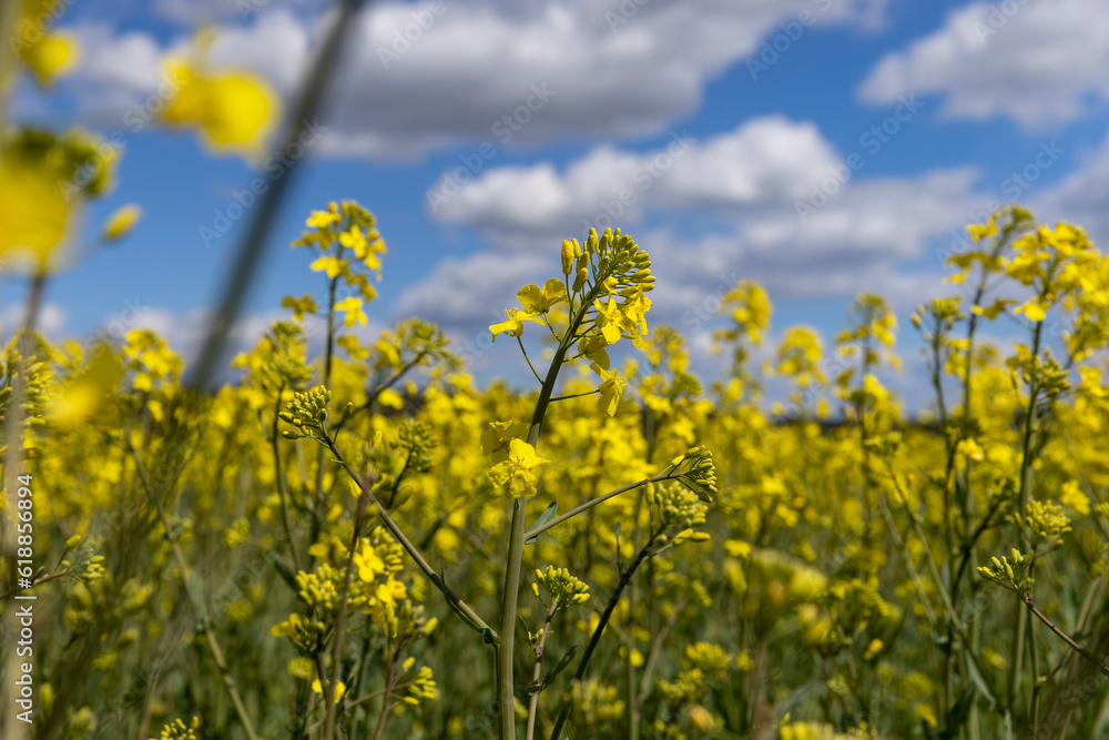 agricultural field with reps in sunny spring weather agricultural field with reps in sunny spring weather