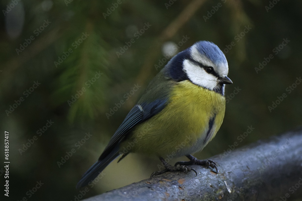 Beautifuly looking blue tit sitting on the handrail in the early spring time. 