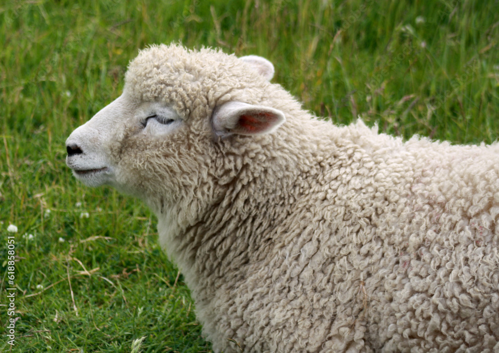 Ein junges Schaf aus der Nähe fotografiert. Ein junges Schaf aus der Nähe fotografiert.