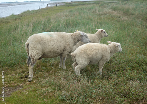 Drei Schafe. Ein Mutterschaf mit zwei Nachwuchsschafen.