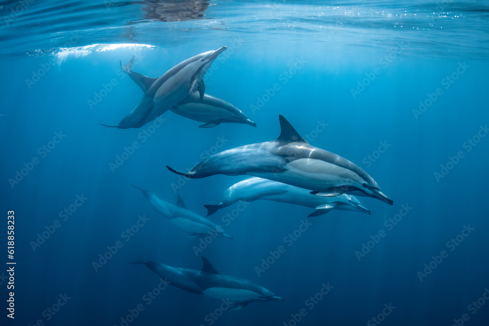 pod of common dolphins (Delphinus delphis) swimming in the Atlantic Ocean near the Western Cape coast of South Africa