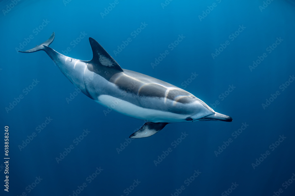 Obraz premium pod of common dolphins (Delphinus delphis) swimming in the Atlantic Ocean near the Western Cape coast of South Africa
