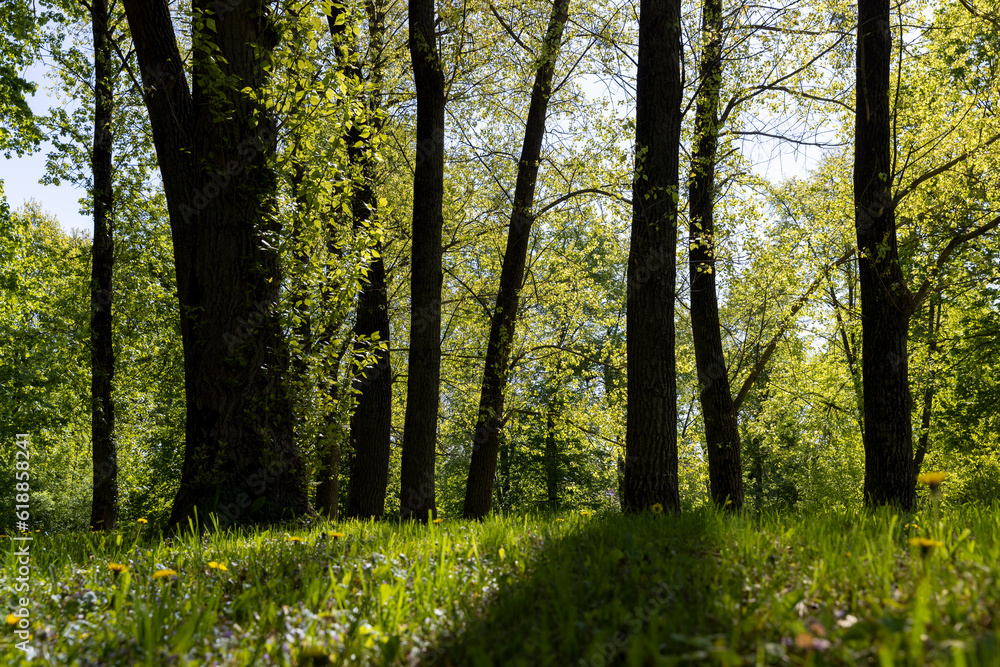deciduous trees and green grass in the spring season in sunny weather deciduous trees and green grass in the spring season in sunny weather
