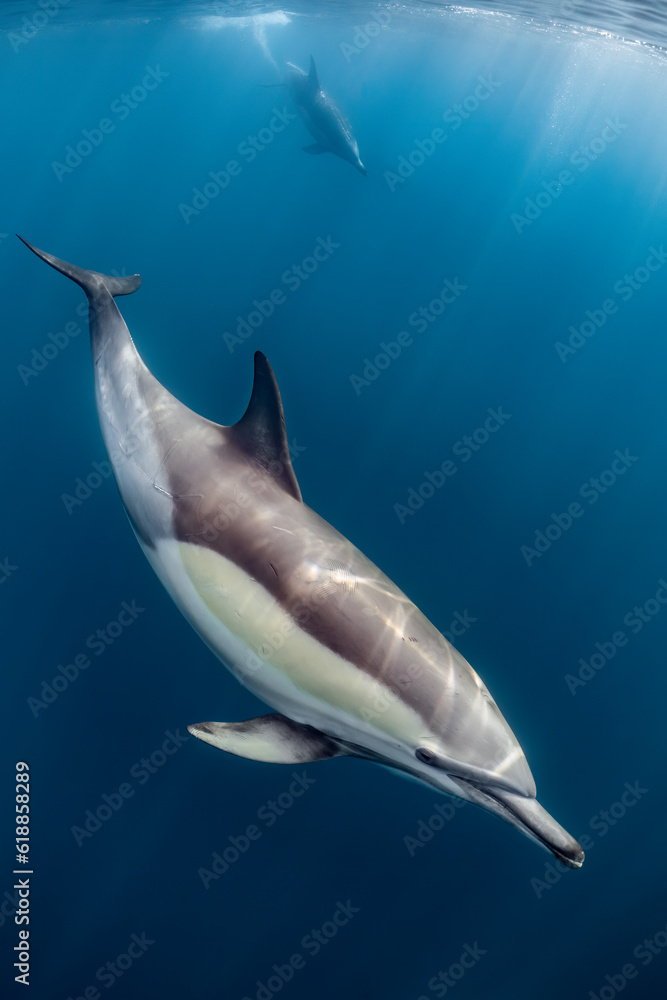 Fototapeta premium pod of common dolphins (Delphinus delphis) swimming in the Atlantic Ocean near the Western Cape coast of South Africa