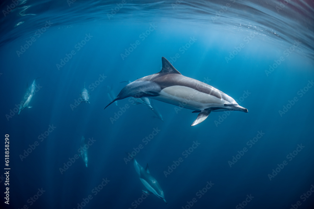 pod of common dolphins (Delphinus delphis) swimming in the Atlantic Ocean near the Western Cape coast of South Africa