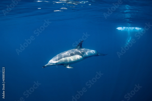 pod of common dolphins (Delphinus delphis) swimming in the Atlantic Ocean near the Western Cape coast of South Africa © Subphoto