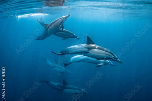 pod of common dolphins (Delphinus delphis) swimming in the Atlantic Ocean near the Western Cape coast of South Africa © Subphoto