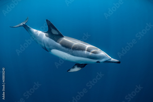 pod of common dolphins (Delphinus delphis) swimming in the Atlantic Ocean near t Fototapet