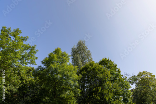 tall trees in the summer