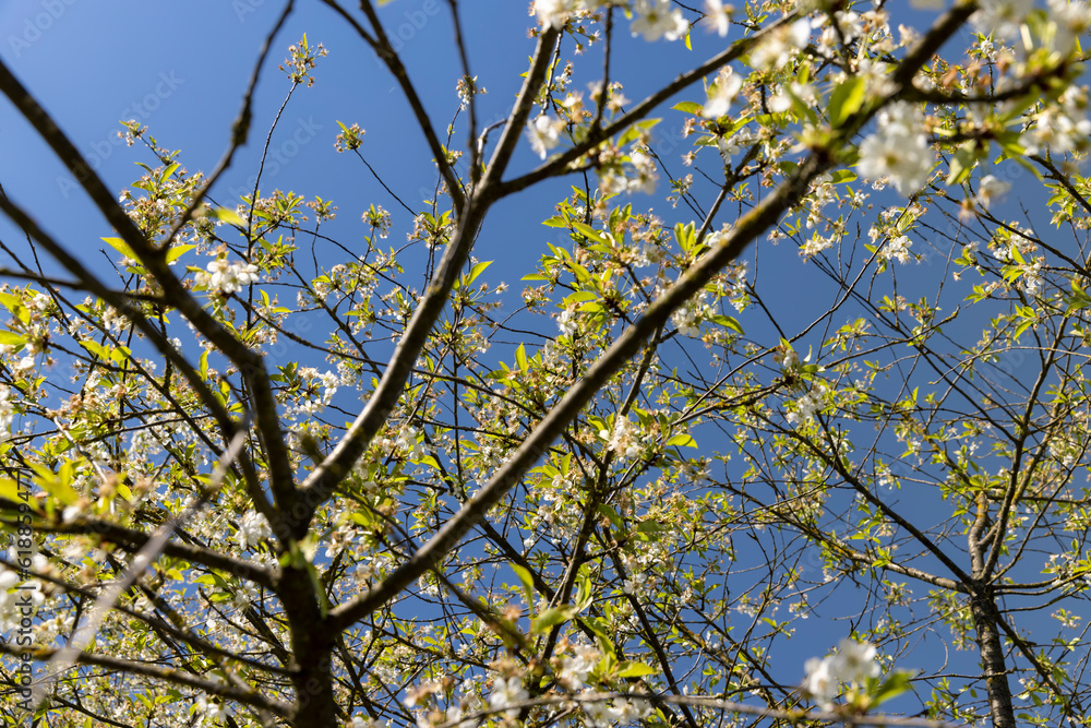the first foliage on a cherry blossoming with white flowers in spring the first foliage on a cherry blossoming with white flowers in spring