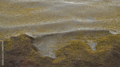 Sargassum algae invading the coastline