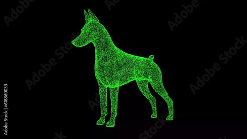 3D dog Doberman on black background. Object made of shimmering particles. Pets care concept. For title  text  presentation. 3d animation.