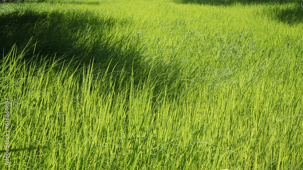 Big Rice lush green field