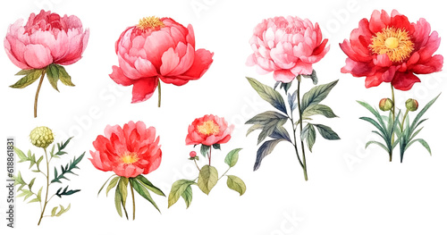 Watercolor Illustration Set of Paeonia Lactiflora Flowers, Bouquets and Wildflowers