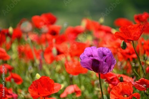 Purple poppy flower among red ones - uniqueness. Beautiful poppies blooming in the field. Beautiful summer background with flowers.