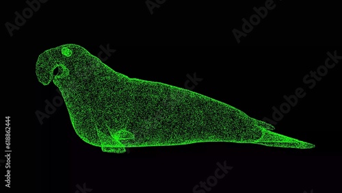 Photography 3D elephant seal on black bg