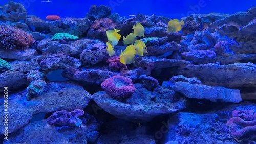 exotic yellow fish in the aquarium close-up