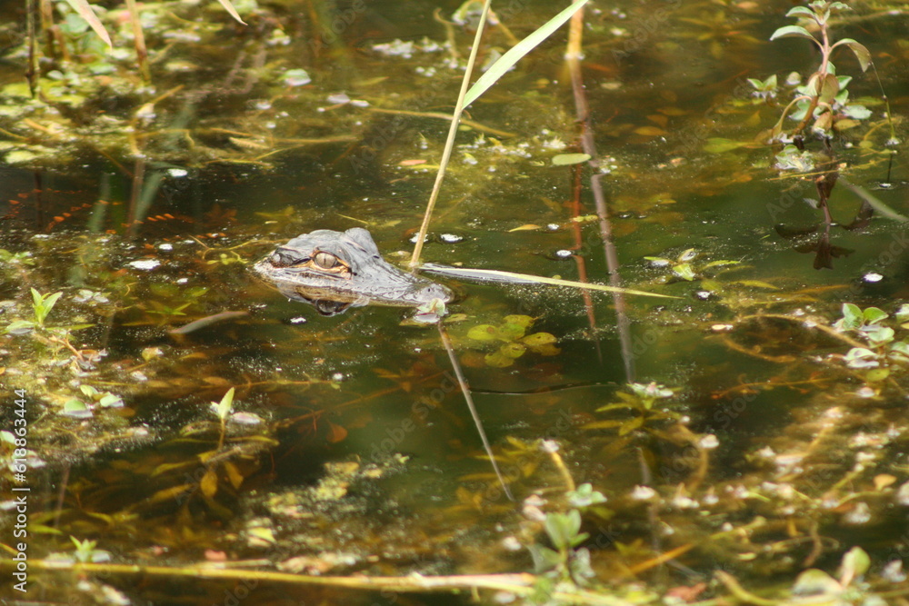Fototapeta premium Baby Alligator