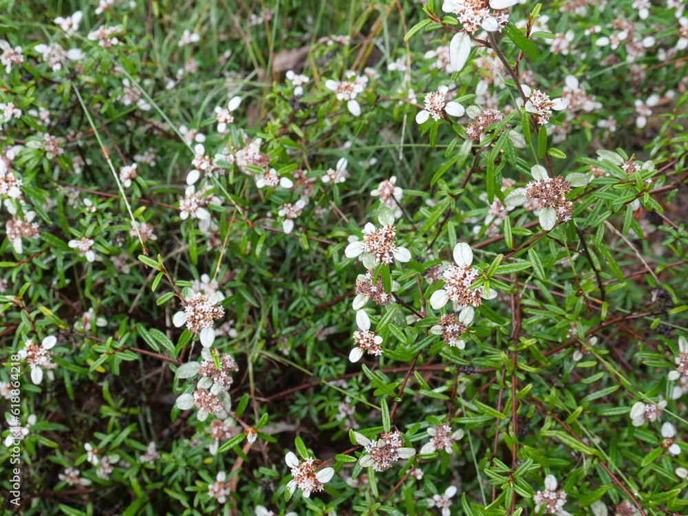 Saltwort Flower, Taxandria Iinnearifolia, Otanthus, Scaevola, Clusters, Red Fruited Palm Lily, Grass Varieties