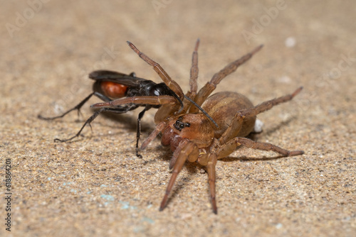 the wasp rider, Parasitica attacks the wolf spider Trochosa ruricola, an attack by the predatory harmful wasp of a dangerous spider in order to lay its eggs. photo