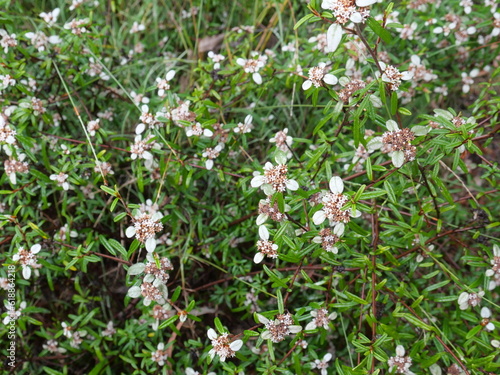 Saltwort Flower  Taxandria Iinnearifolia  Otanthus  Scaevola  Clusters  Red Fruited Palm Lily  Grass Varieties