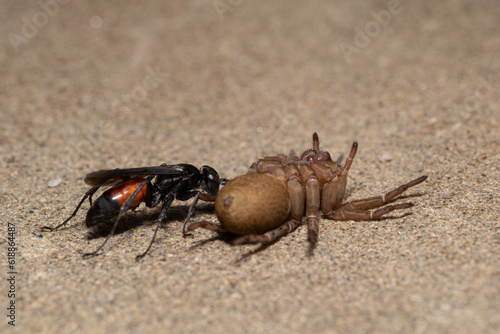 the wasp rider, Parasitica attacks the wolf spider Trochosa ruricola, an attack by the predatory harmful wasp of a dangerous spider in order to lay its eggs. photo