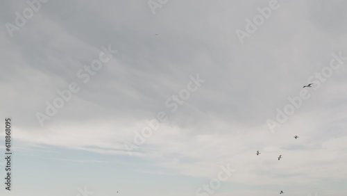 Slow motion seagulls flying on a windy day against cloudy sky photo