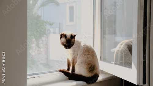 siamese cat grooming itself, beautiful indoor pet, minimal neutral colors, lazy day, thai breed feline