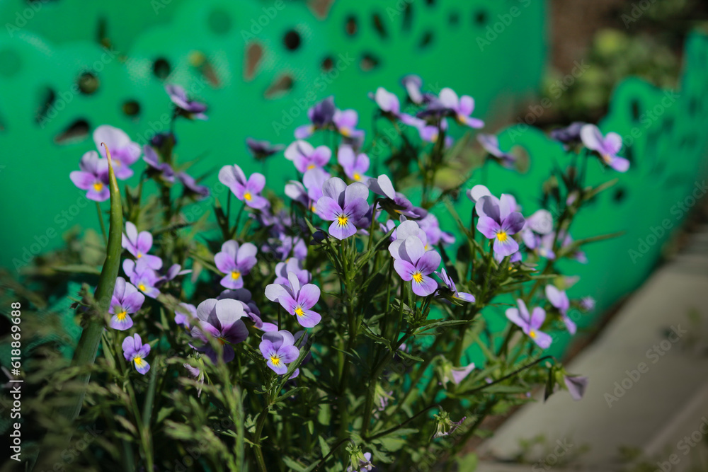 flowers in the garden