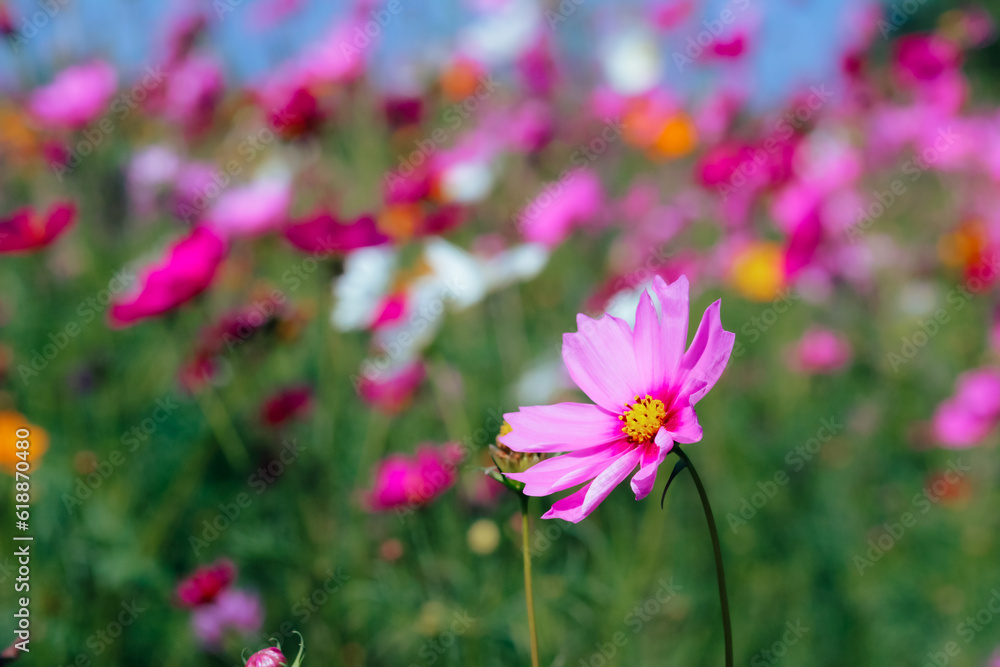 The cosmos flower background in the garden is planted as an ornamental plant for those who like to take pictures with cosmos flowers to take a memorial photo in the vast field of cosmos flowers.