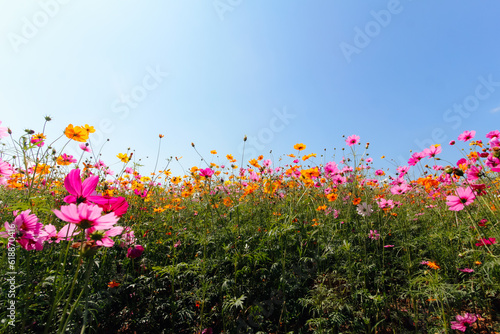 The cosmos flower background in the garden is planted as an ornamental plant for those who like to take pictures with cosmos flowers to take a memorial photo in the vast field of cosmos flowers.