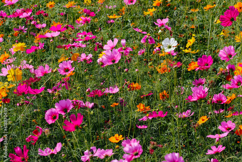 Fototapeta Naklejka Na Ścianę i Meble -  The cosmos flower background in the garden is planted as an ornamental plant for those who like to take pictures with cosmos flowers to take a memorial photo in the vast field of cosmos flowers.