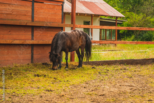 Little horses that are in the yard.