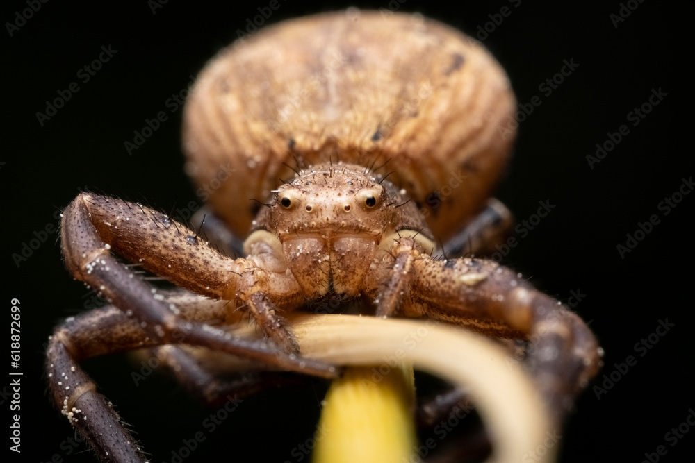 Crab Spider Xysticus ulmi, Closeup of a female crab spider (Xysticus