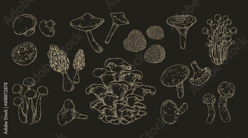Sketch mushrooms set. Hand drawn fungus types, champignon and shiitake, boletus or chanterelle. Forest natural food. Cooking ingredients, vegetarian healthy plant vector isolated illustration