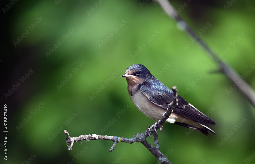 Obraz premium Barn Swallow relaxing on a branch